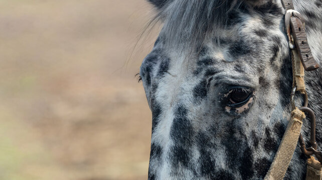 Close-up shot of a unique appaloosa horse head with black spots.