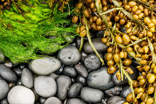 View of smooth dark volcanic pebbles on a beach with vibrant green seaweed and brown bladderwrack seaweed in Iceland.