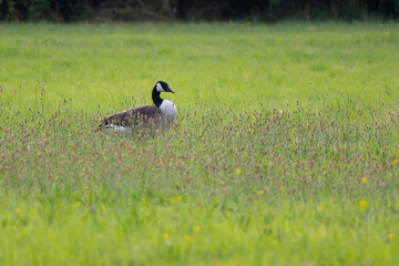 Canada goose standing in tall green grass in the meadow. Bird in grass background. © Oleh