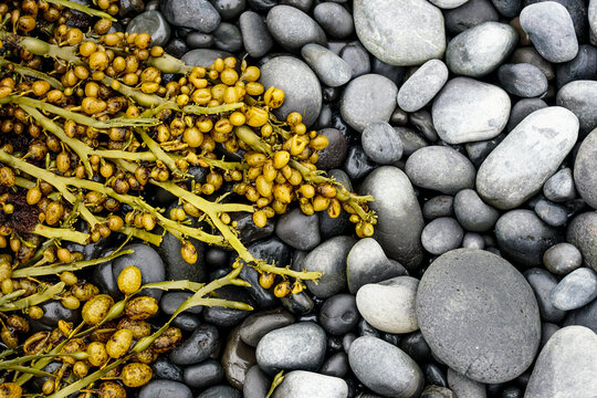 View of vibrant yellow-brown seaweed resting on smooth dark grey pebbles along the rocky coastline of Iceland.