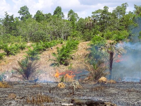 Forest and land fires occurred in an oil palm plantation area. The incident was triggered by extreme temperatures during the dry season and uncontrolled land-clearing activities.
