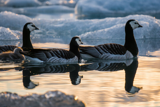 View of barnacle geese swimming in the Jokulsarlon Glacier Lagoon with icebergs reflecting in the water during golden hour in Hornafjordur, Iceland.