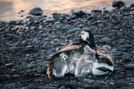 View of a barnacle goose sheltering its goslings under its wing on the rocky shore of Jokulsarlon Glacier Lagoon, Hornafjordur, Iceland.