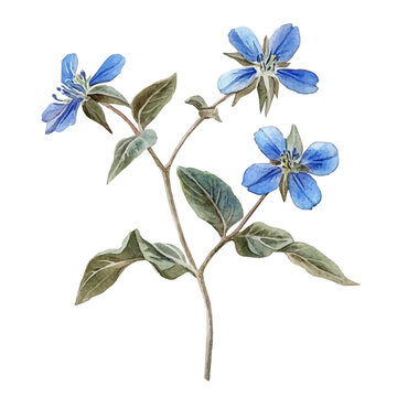 Borage Branch, charming watercolor vector with soft tones and graceful design, isolated on a white background.