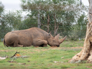 Fototapeta premium A black rhinoceros laying down in a field