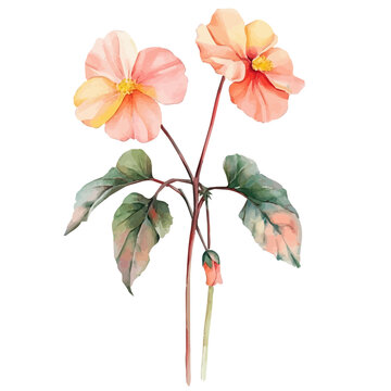 Begonia Branch, charming watercolor vector with soft tones and graceful design, isolated on a white background.
