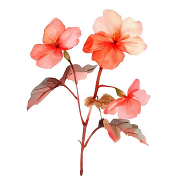 Begonia Branch, vibrant watercolor vector illustration with flowing and detailed brush strokes, isolated on a white background.