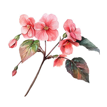 watercolor of Begonia Branch graphic, isolated on a white background.