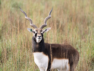 A blackbuck (Antilope cervicapra) standing in grassland © Sharon
