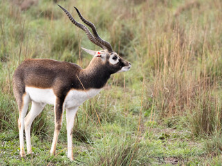 A blackbuck (Antilope cervicapra) standing in grassland © Sharon