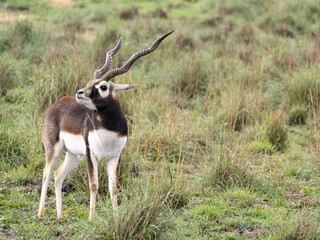 A blackbuck (Antilope cervicapra) standing in grassland © Sharon