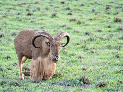 Barbary sheep standing in grassland; facing camera