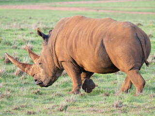 A white rhinoceros walking through grassland  side/rear view © Sharon