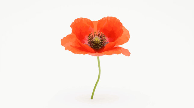 Single red poppy flower on a clean white background with wildflower, solitary