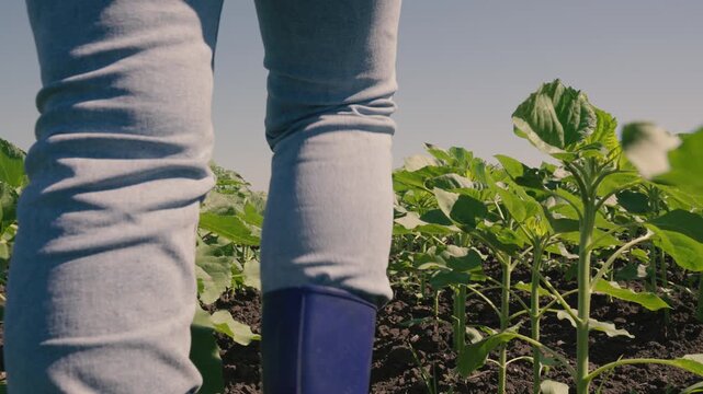 farmer touches green leaf sunflower, farmer walks rubber boots along rows crops farm, agriculture, agriculture business, natural beautiful, leaf, grow, green field sprouts concept, agriculture