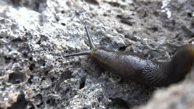 Black slug crawls across rough gray rock showing moist texture in a barren habitat.