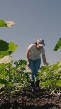 farmer touches green leaf sunflower, farmer walks rubber boots along rows crops farm, agriculture, agricultural landscape industry, green sunflowers, sunflower oil, ecology concept, insects, natural