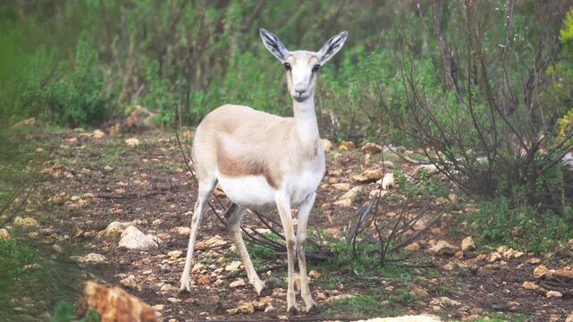Pregnant gazelle stamps its feet in alarm during a tense danger moment in the wild.