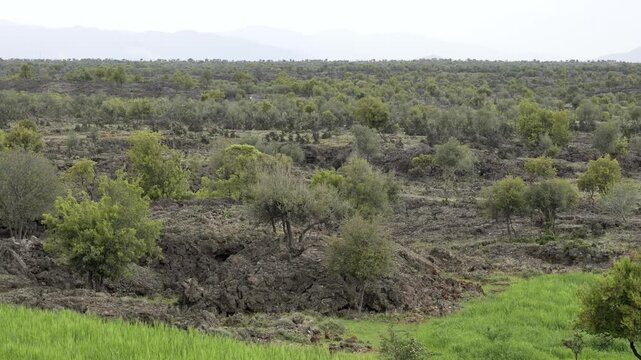 Basalt lava plain with porous volcanic rocks and sparse vegetation forms a harsh landscape.