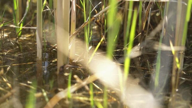 Reeds and grasses along a quiet lakeshore form wetland texture beside still freshwater.