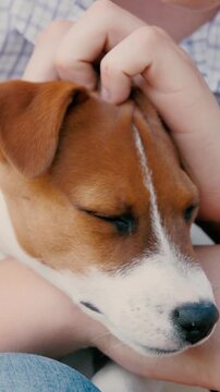 furry friend collar, training happy dog, dog park playtime, dream of dog, walk leash stroll, joyful playful pup, collar and lead, park pet adventure, happy puppy leash, pet friendship stroll, puppy