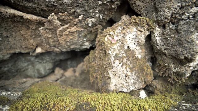 Mossy porous basalt stones display spongy volcanic texture and weathered lava detail.