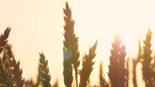 Natural ripe dry wheat silhouette at bright sun light sky autumn countryside seasonal harvest closeup. Agriculture rural field rye stem nature farming plant cinematic crop plant fall landscape sunset