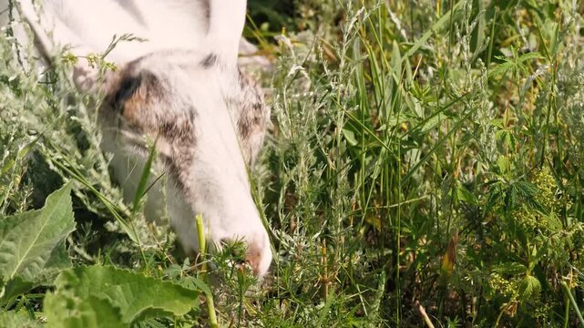 Female hands stroking cute baby goat at sunny countryside greenery pasture meadow closeup. Woman in white dress playing with adorable black and white goatling farm animal outdoor sunlight nature field