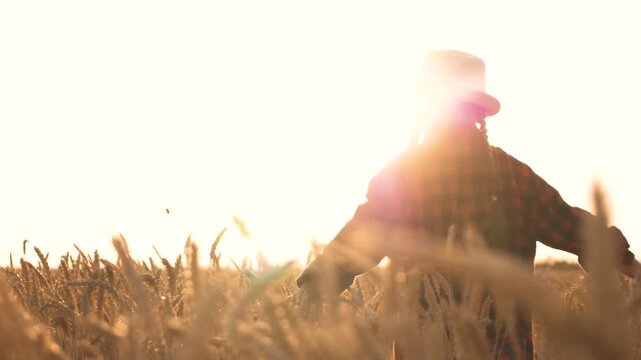A happy girl walks through a field touching wheat. Little girl in a hat. Happy family. The concept of agriculture. wheat, farm. A little girl, the daughter of a farmer. A child, a girl touches wheat