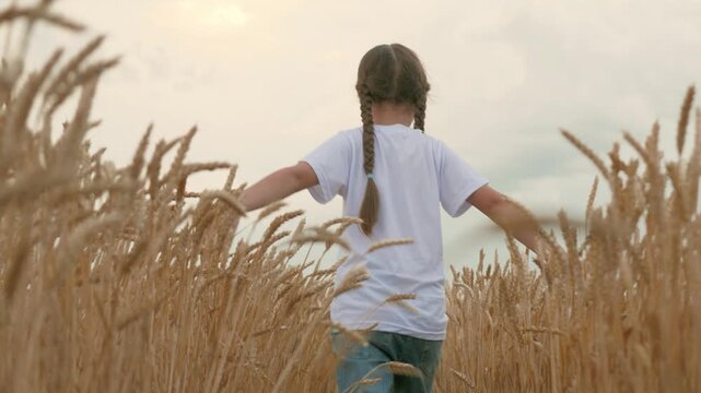 agriculture, wheat field, golden wheat farm field sunset, agriculture. girl walks across field, touches student. hand small child touches ear wheat. child slept open air. Child concept agriculture
