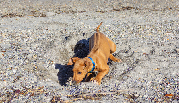 Playful Rhodesian Ridgeback puppy, 12 weeks old, digging and playing in sand on pumice beach at Lake Taupō, New Zealand. 