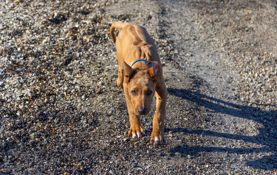 Rhodesian Ridegback puppy, 12 weeks old, running on beach.
