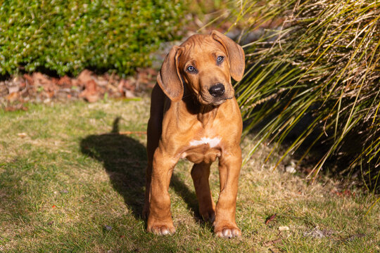 Cute 8-week-old Rhodesian Ridgeback puppy tilting head, showcasing transitioning steel-blue eyes due to developing puppy melanin pigment.