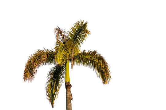 Large tropical Imperial Palm with a lush crown of arching fronds; transparent background suitable for Brazilian landscaping projects, architecture, exotic nature themes, and historic garden compositio