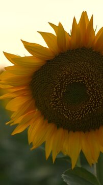 Sunflower at Sunset, Golden Sunflower Field, Summer Sunflower Bloom, Closeup of Sunflower, Evening Light, Sunny Flower in Nature,