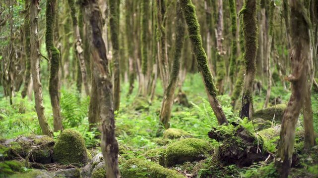 Mossy forest floor beneath woodland trees shows rich green texture and tranquil outdoor light.