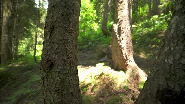 Tree trunks line a sloping mountain forest with dense woodland and filtered sunlight.