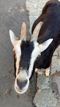 portrait of a goat