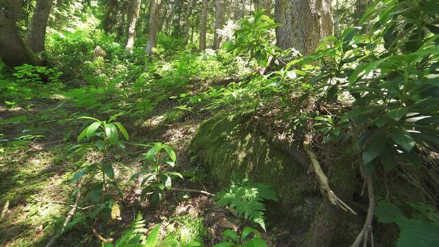 Tree trunks line a sloping mountain forest with dense woodland and filtered sunlight.