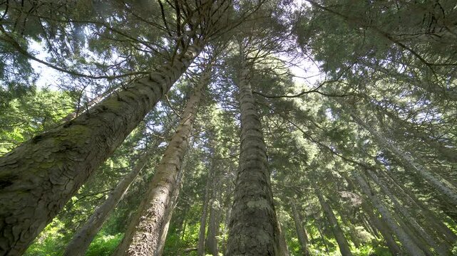 Tree trunks line a sloping mountain forest with dense woodland and filtered sunlight.