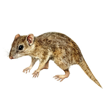 watercolor painting of Tree Shrew, isolated on a white background.