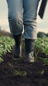 Agriculture, Person in boots crossing the field, young crops growing, using digital tools for farming, capturing every detail, focusing on plant health, observing natural processes, supporting eco