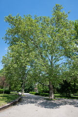 Obraz premium Landscape of Borisova gradina in city of Sofia, Bulgaria