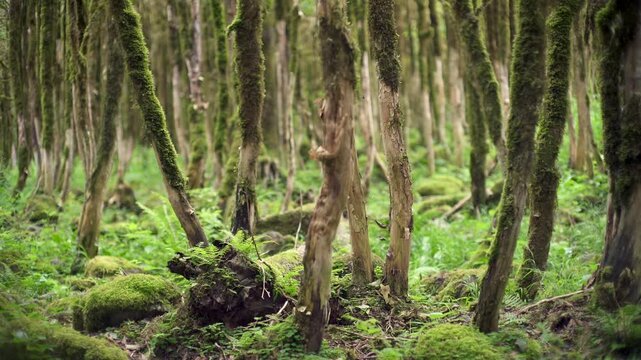 Mossy forest floor beneath woodland trees shows rich green texture and tranquil outdoor light.