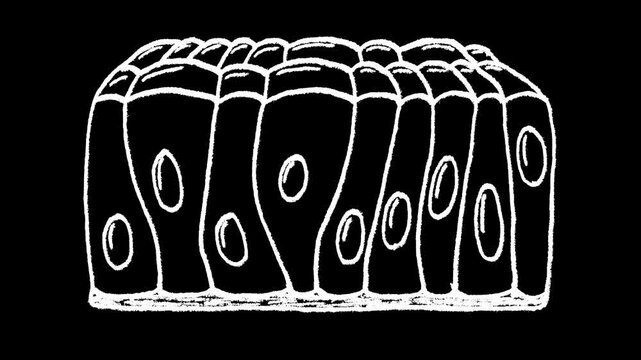 Hand-drawn white chalk pseudostratified columnar epithelial cell drawing on alpha