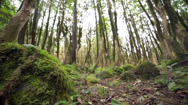 Mossy forest floor beneath woodland trees shows rich green texture and tranquil outdoor light.