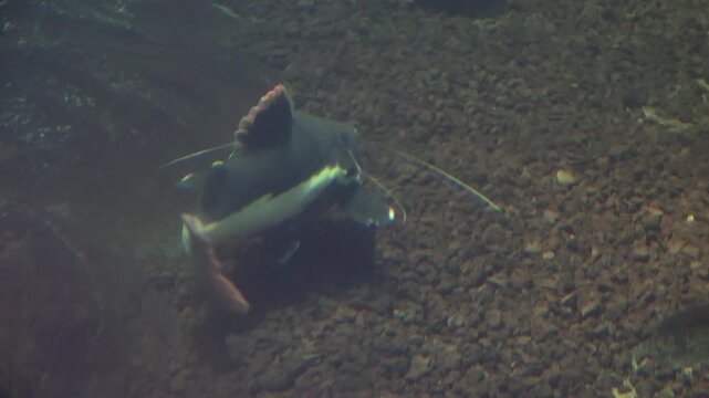 Patterned catfish swimming over sandy lake bottom in clear freshwater, calm underwater nature.