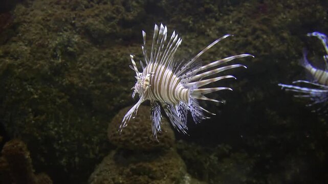 Lionfish swimming among dark reef rocks with striking fins, exotic reef fish scene.