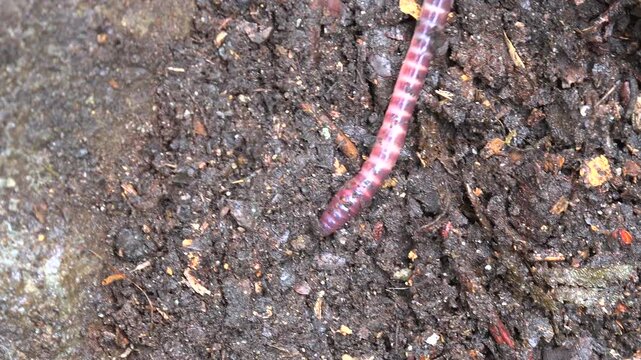Macro earthworm crawls over moist soil, revealing segmented annelid body texture.