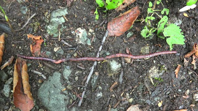 Macro earthworm crawls over moist soil, revealing segmented annelid body texture.
